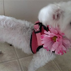 Thumbnail photo of Zoey*Adopted #2