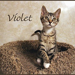 Photo of Violet