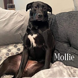 Photo of Mollie