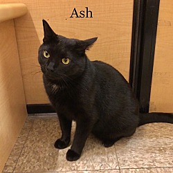 Thumbnail photo of Ash #3