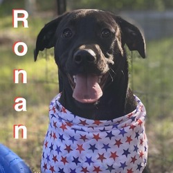 Thumbnail photo of Ronan #2