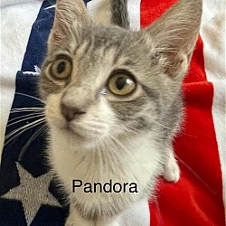 Thumbnail photo of Pandora #1