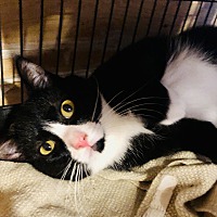 adopt a pet