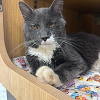 adopt a pet