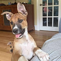 adopt a pet