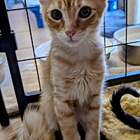 adopt-pet