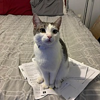 adopt a pet