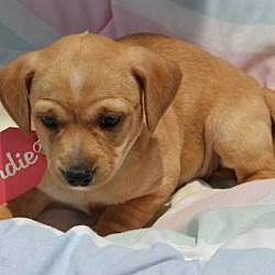 Thumbnail photo of Blondie-ADOPTED #3