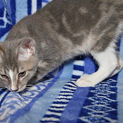 Thumbnail photo of Zazzy (Purrty Girl's Kitten) #4