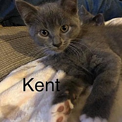 Photo of Kent