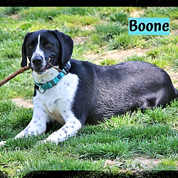 Thumbnail photo of Boone #3