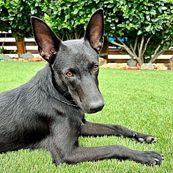 Photo of Midnight