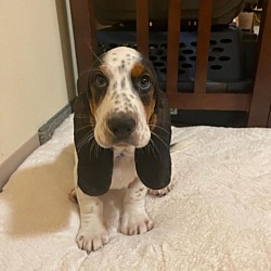 Photo of Royal