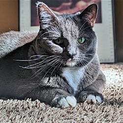 Photo of FIONA - Offered by Owner - Young Adult