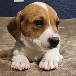 Photo of Cookie (Male Puppy 2)