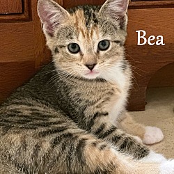 Thumbnail photo of Bea #4