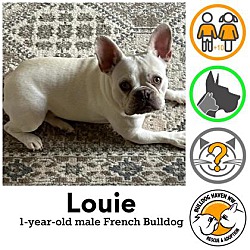 Thumbnail photo of Louie #1