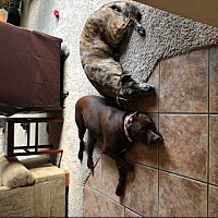 adopt a pet