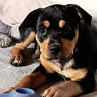 adopt a pet