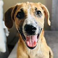 adopt a pet