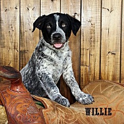Thumbnail photo of Willie #1