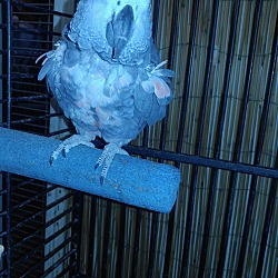 Thumbnail photo of Bacca The African Grey #2