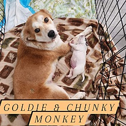 Photo of Goldie and Chunky Monkey