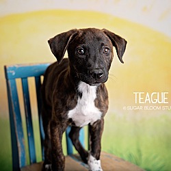 Photo of Teague