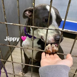 Photo of Jippy