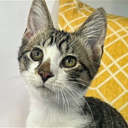 Photo of Romeo - SEE ME @ PETCO!