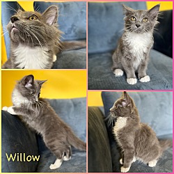 Photo of Willow