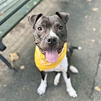 adopt a pet
