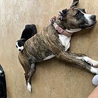 adopt a pet