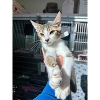 adopt-pet