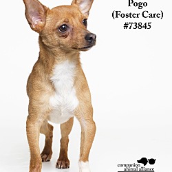 Thumbnail photo of Pogo  (Foster Care) #3