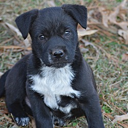 Thumbnail photo of Winston~adopted! #1