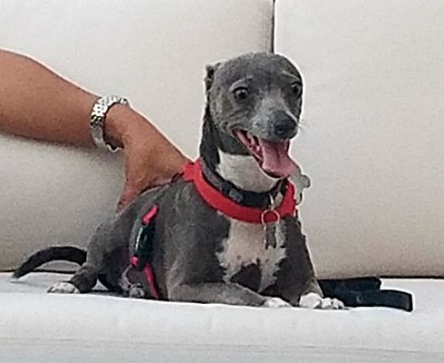 adopt italian greyhound near me