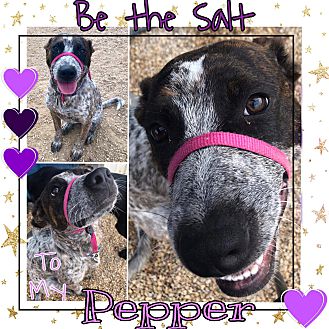 petsmart muzzle policy