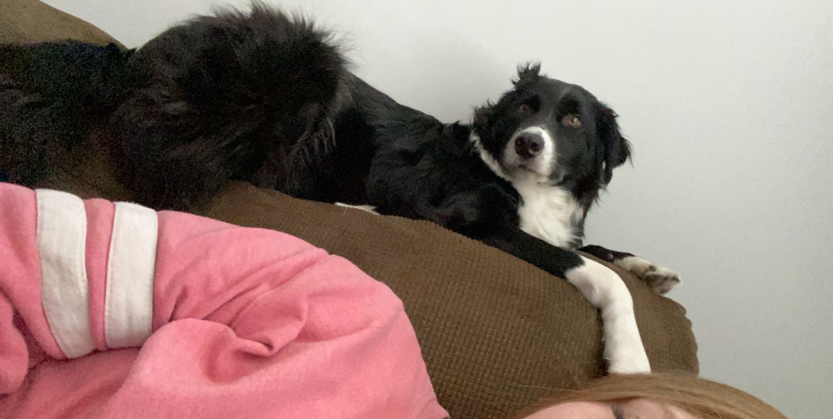 Adopt Simon a Black - with White Border Collie / Mixed dog ...