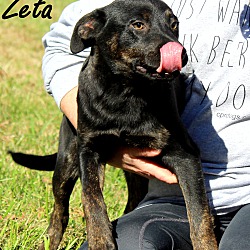 Thumbnail photo of Zeta~adopted! #2