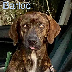 Thumbnail photo of BARLOC #4