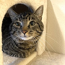 Lincoln County Animal Shelter in Newport, Oregon