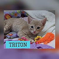 Photo of Triton