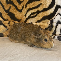 Thumbnail photo of Koodel #2