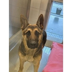 Santa Clara County Animal Shelter in San Martin, CA Santa Clara County Animal Shelter in San Martin, CA