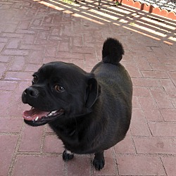 Photo of Blacky