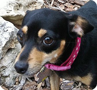 Wimberley Tx Chihuahua Meet Tink A Dog For Adoption