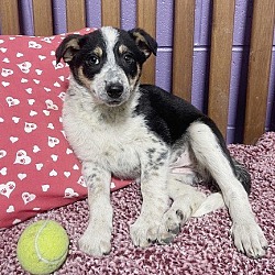 Photo of **BUFFY** Adoption Event-Sun. March 10th-10am-3pm