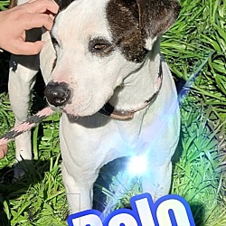 Thumbnail photo of Bolo #1