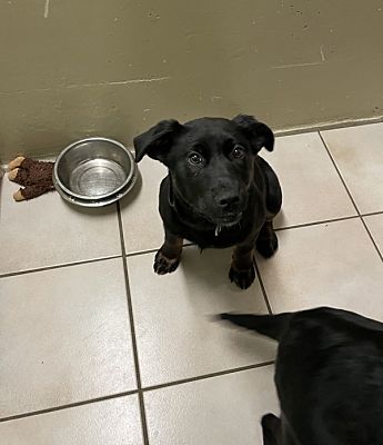 West Vancouver, BC Rottweiler/Bullmastiff. Meet Honey a Pet for